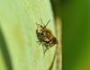 252846 – Photo : Oryctes – France (59)
